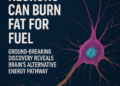 Fat-Fueled Neurons Discovery Could Revolutionize Brain Disease Treatment