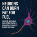 Fat-Fueled Neurons Discovery Could Revolutionize Brain Disease Treatment